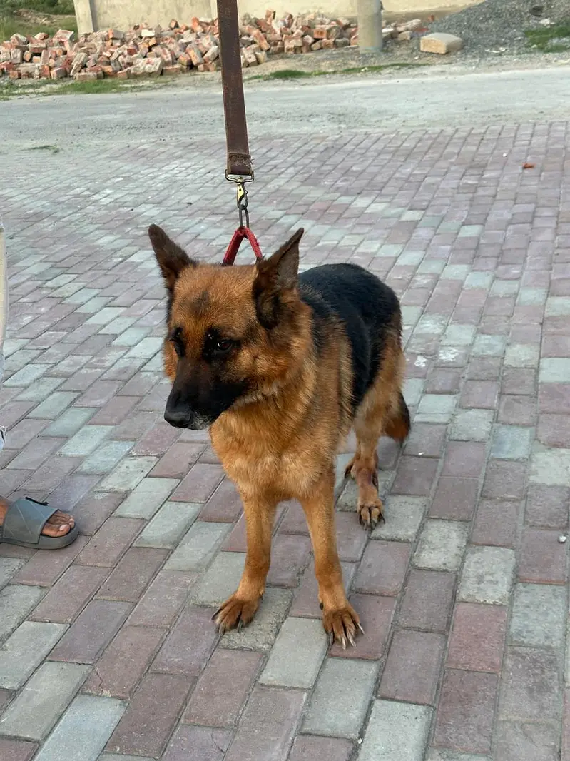 Female German shepherd — photo 4