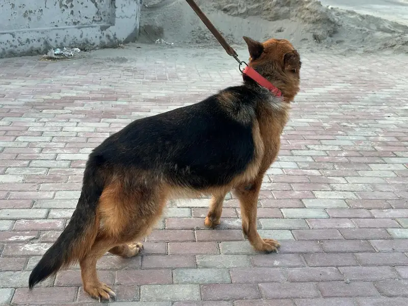Female German shepherd — photo 5