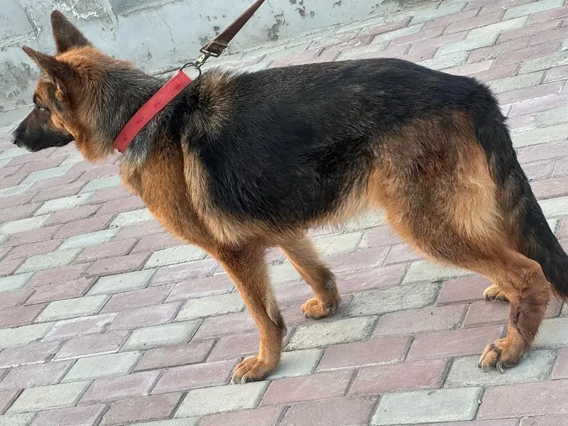 Female German shepherd — photo 6