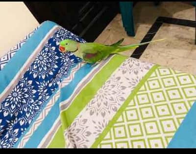 Kashmir Raw parrot hand tam