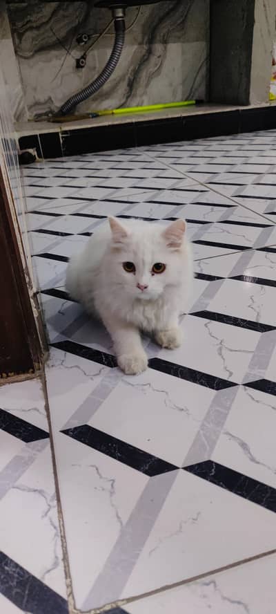 persian cat pair