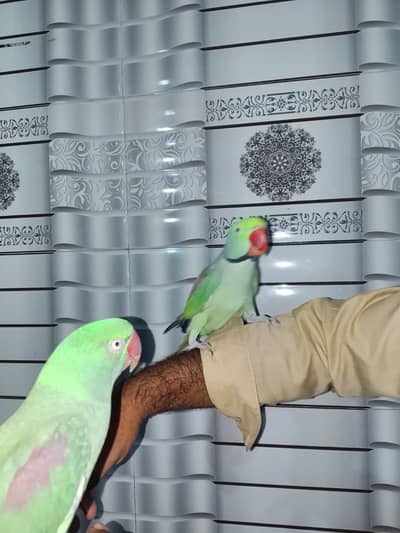 Raw Tame talking friendly breeder pair for sale 03350763912