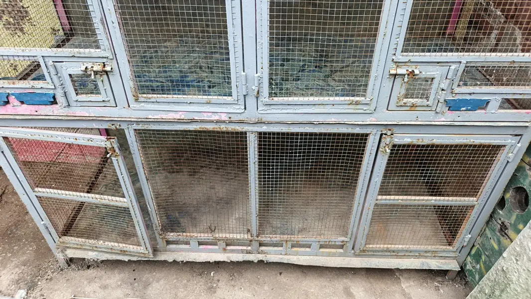 birds and hen cage — photo 2