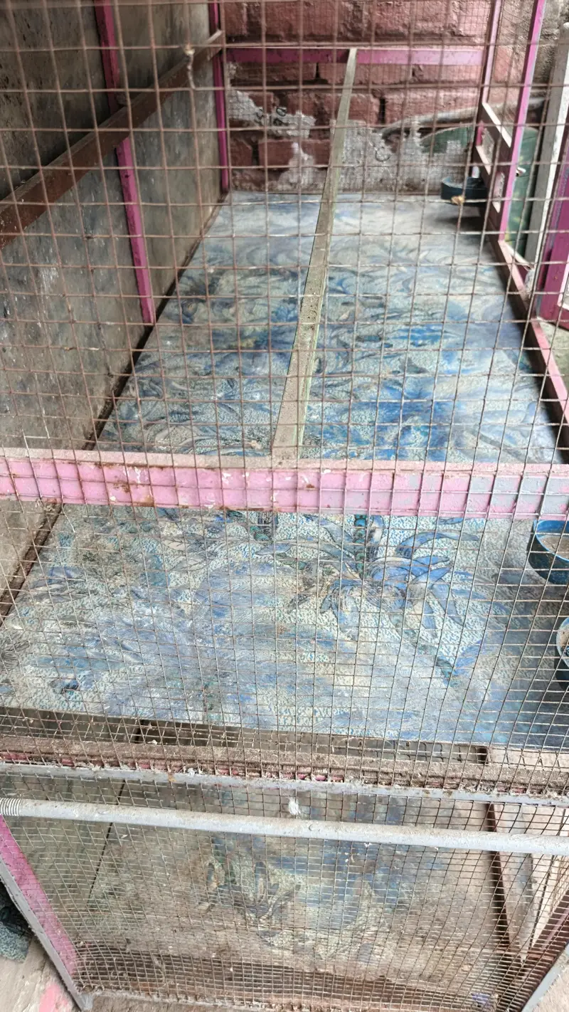 birds and hen cage — photo 5