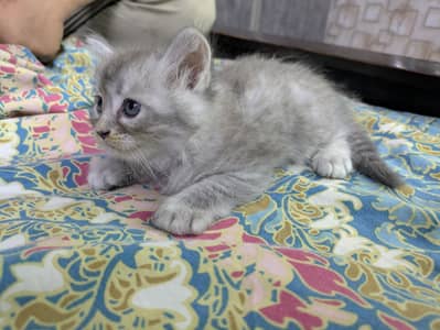 Persian kitten for Sale family friendly