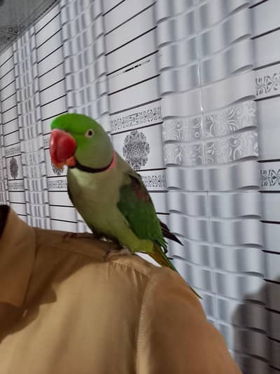 Raw tame talking breeder pair  for sale 03350763912