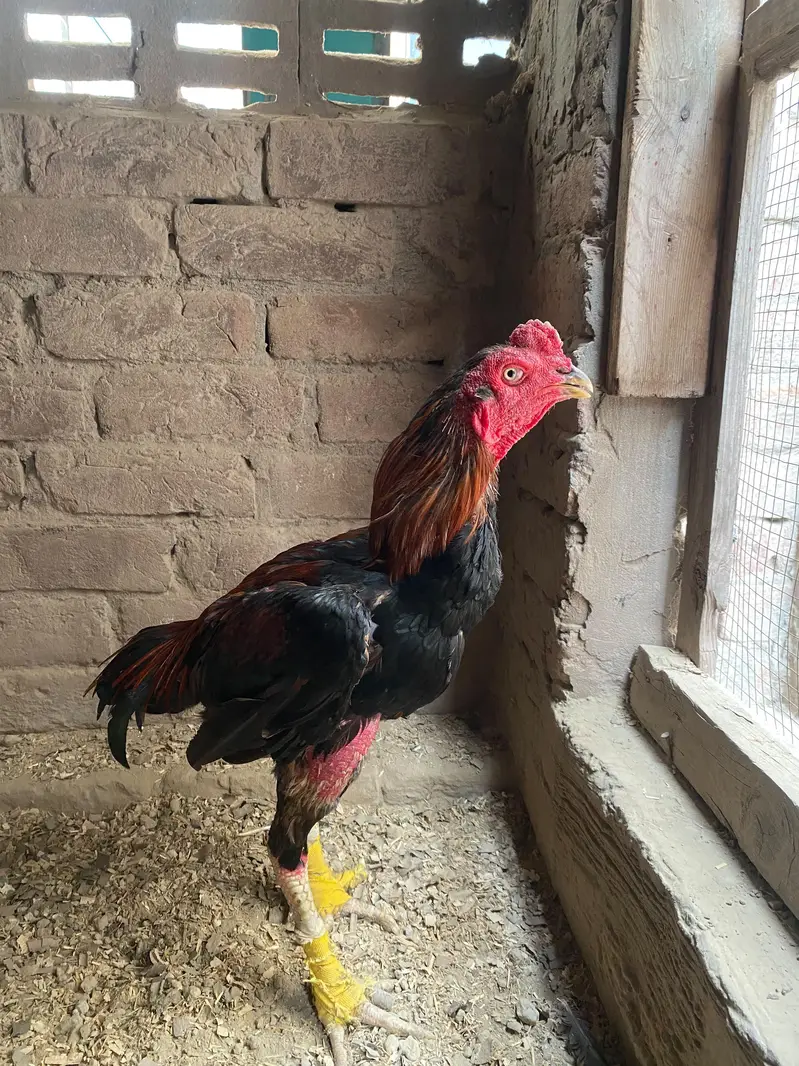 Mianwali Mushka Aseel Murga For Sale! — photo 2