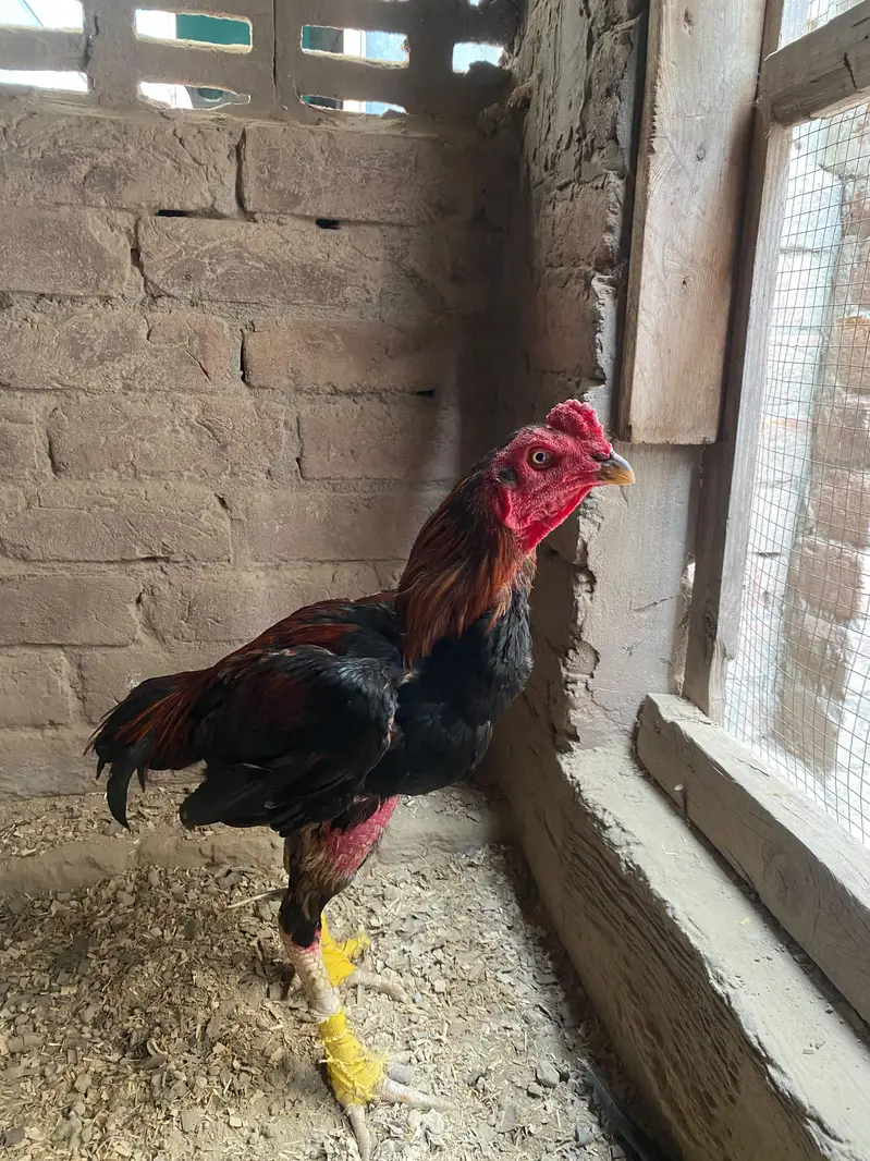 Mianwali Mushka Aseel Murga For Sale! — photo 3