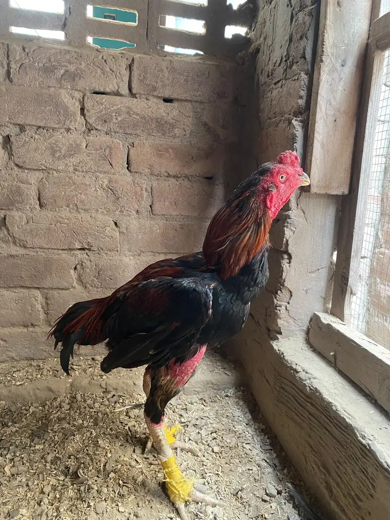 Mianwali Mushka Aseel Murga For Sale! — photo 4