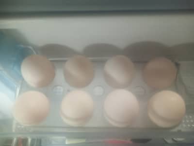 2 female ducks for sale