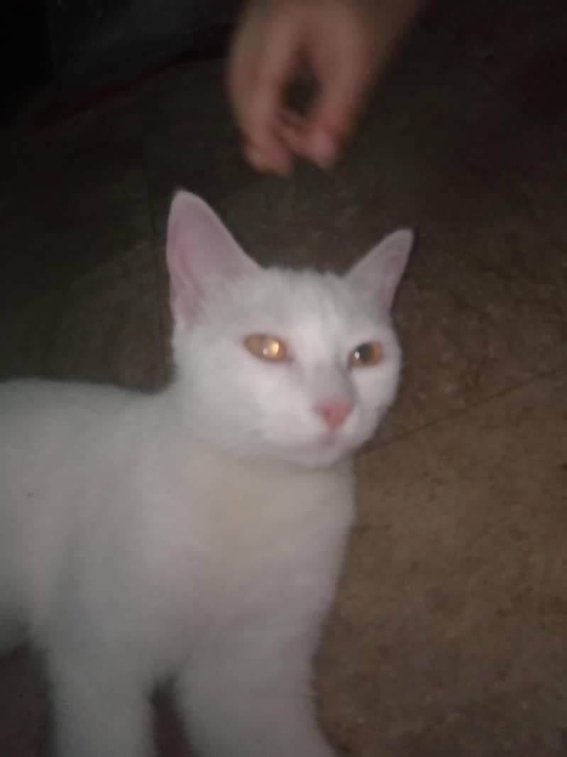 manoo 2