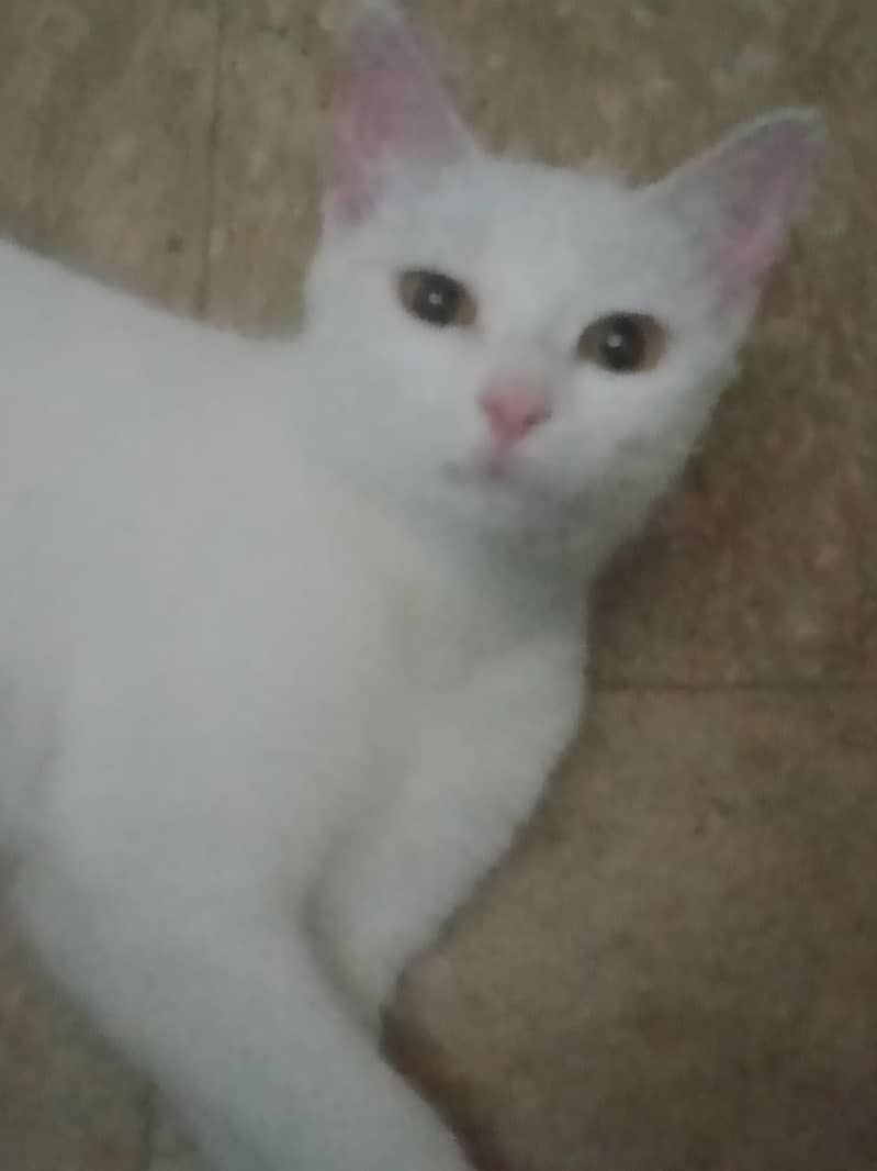 manoo 3