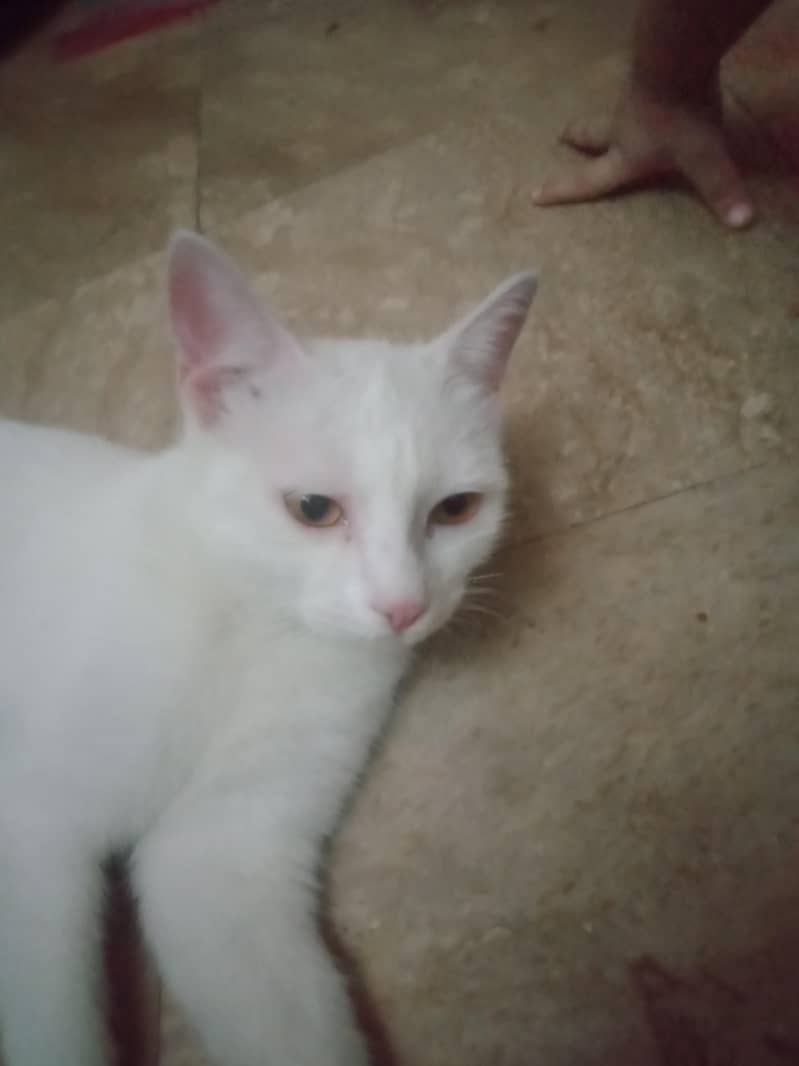 manoo 4