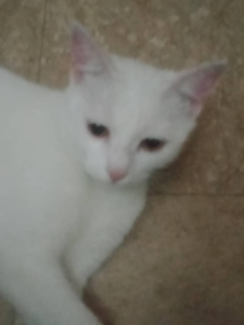 manoo 5
