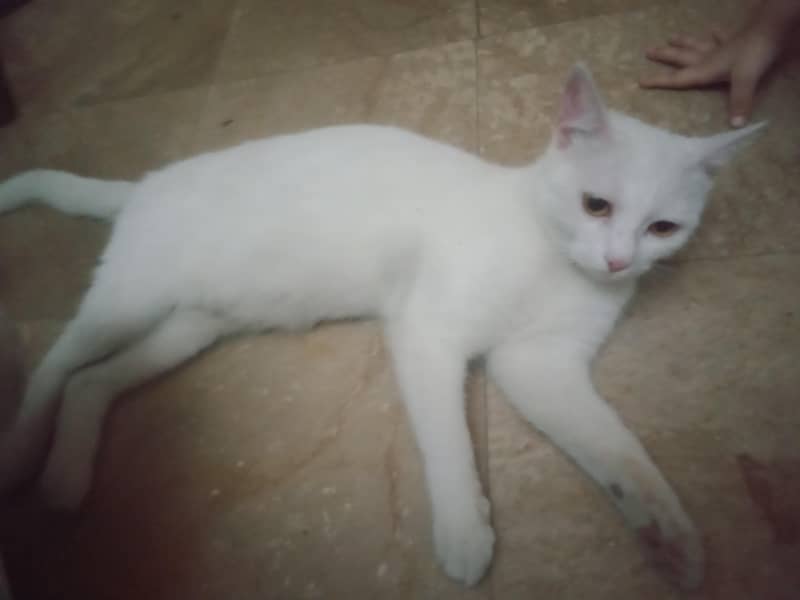 manoo 6