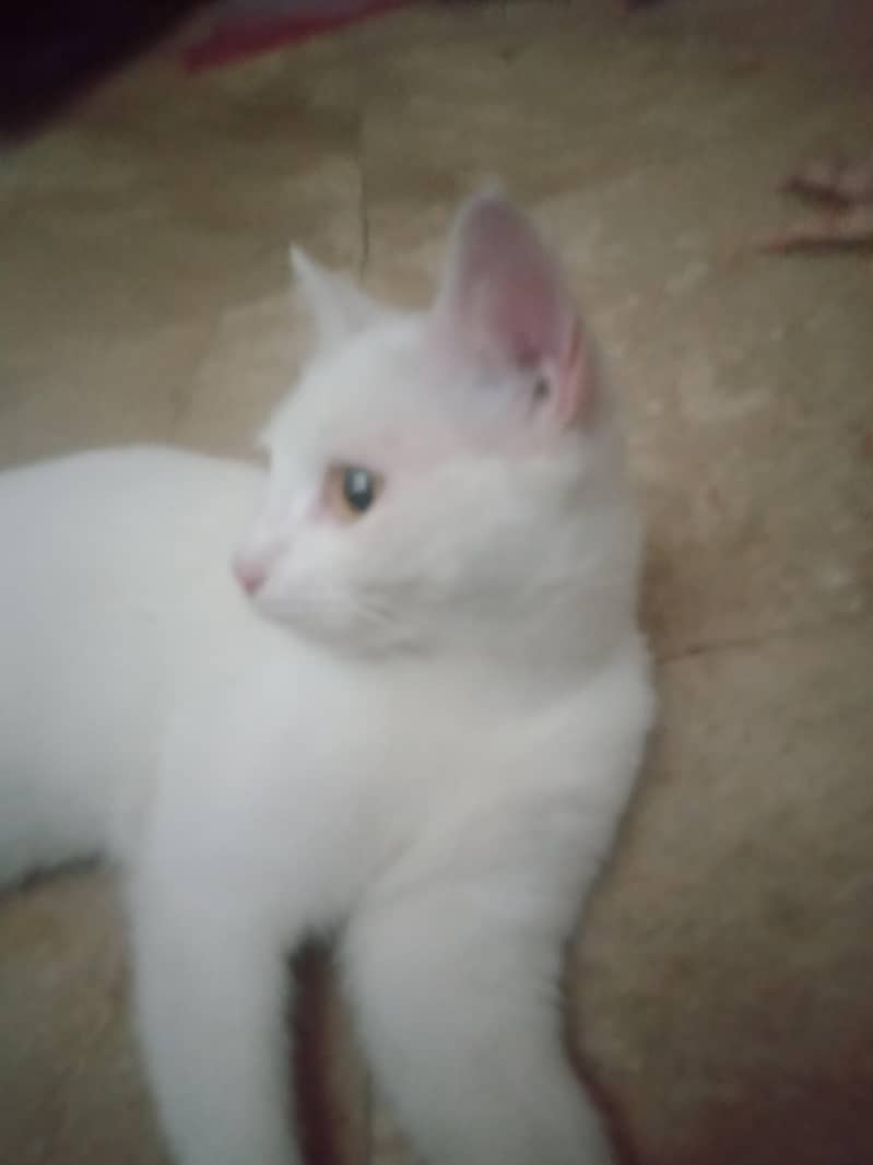 manoo 7