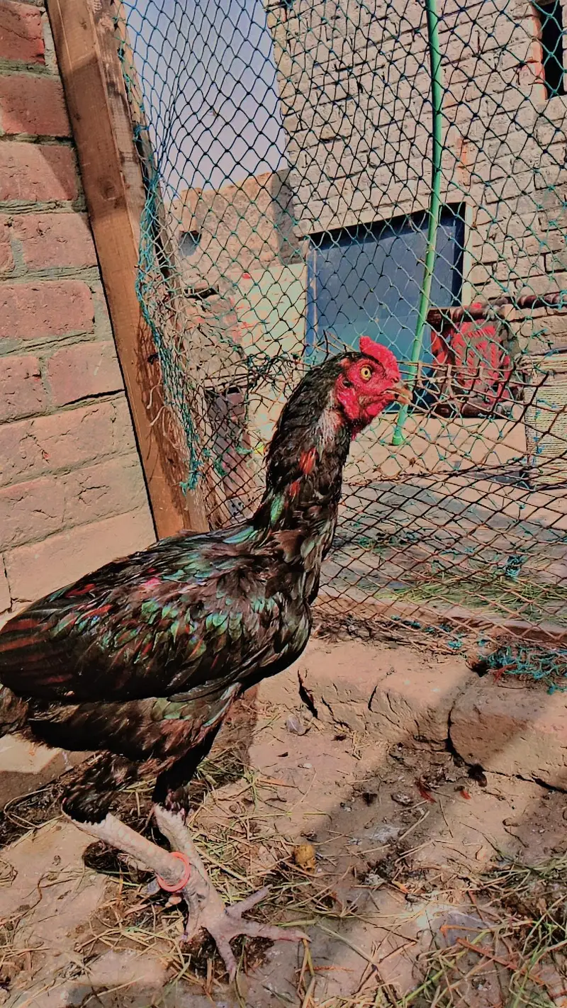 asseel murga available — photo 3