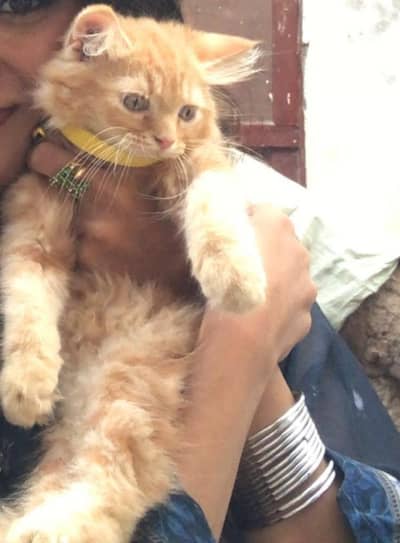 Fluffy Ginger Persian Cat for Sale – Cute & Playful Kitten.