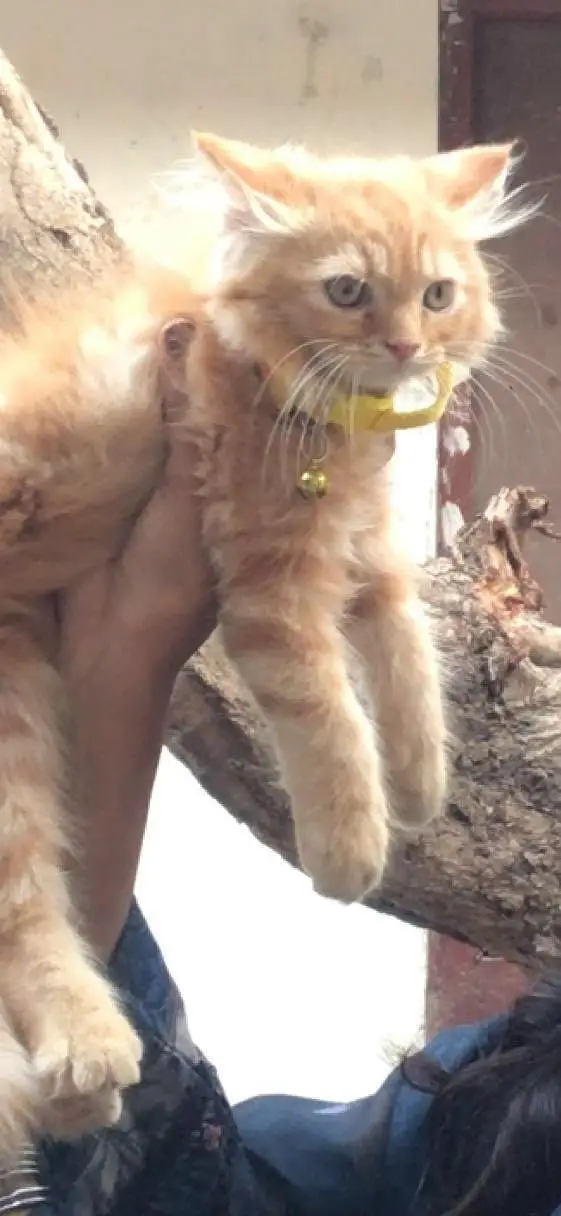 Fluffy Ginger Persian Cat for Sale – Cute & Playful Kitten. — photo 2