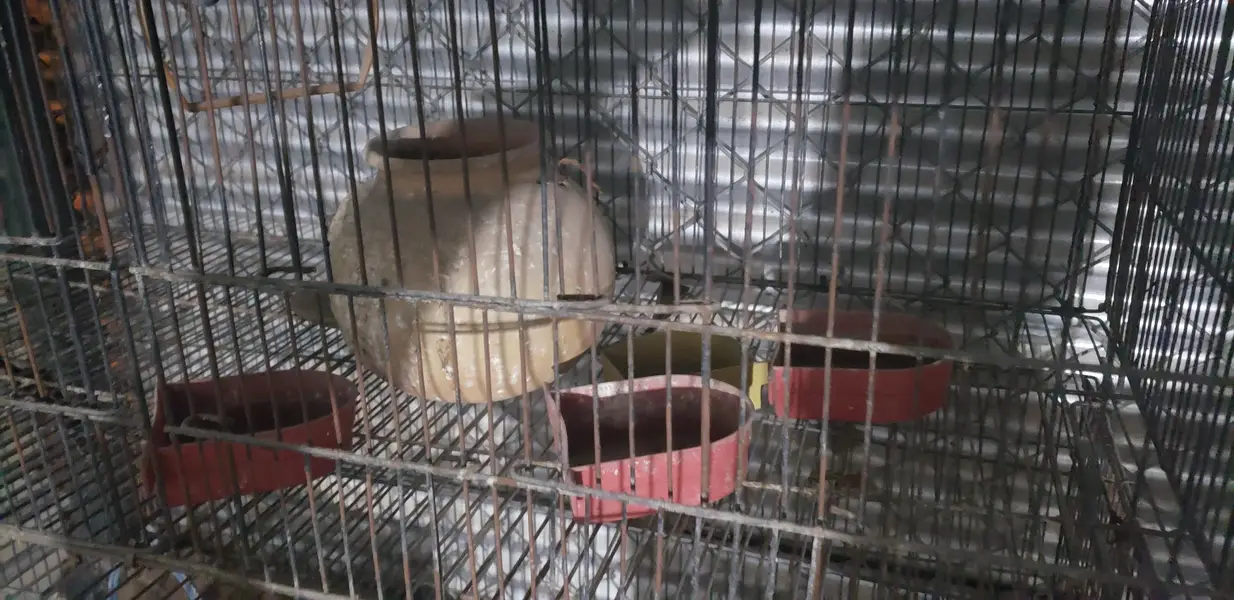 Birgs Cage — photo 3