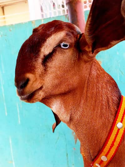 beetal nagra bakara Khsi top quality male