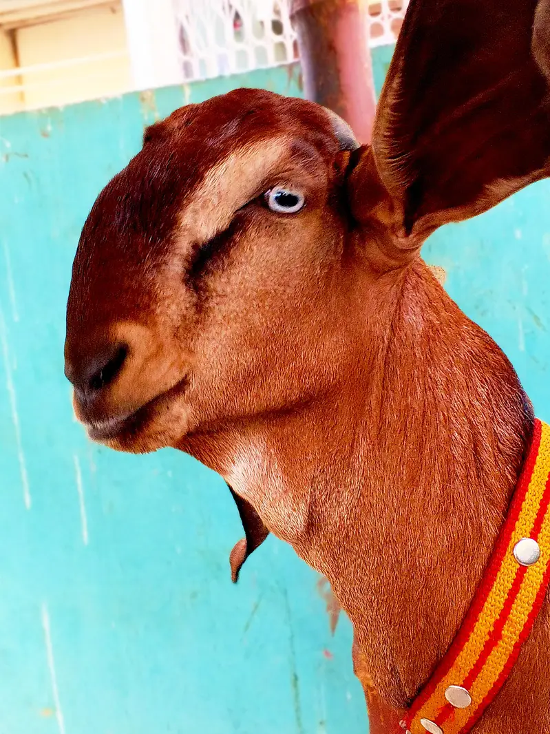 beetal nagra bakara Khsi top quality male