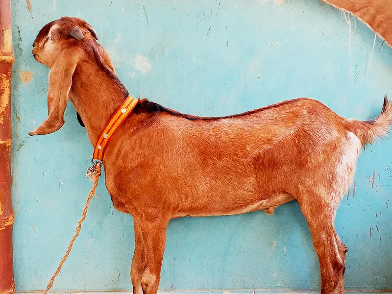 beetal nagra bakara Khsi top quality male — photo 2