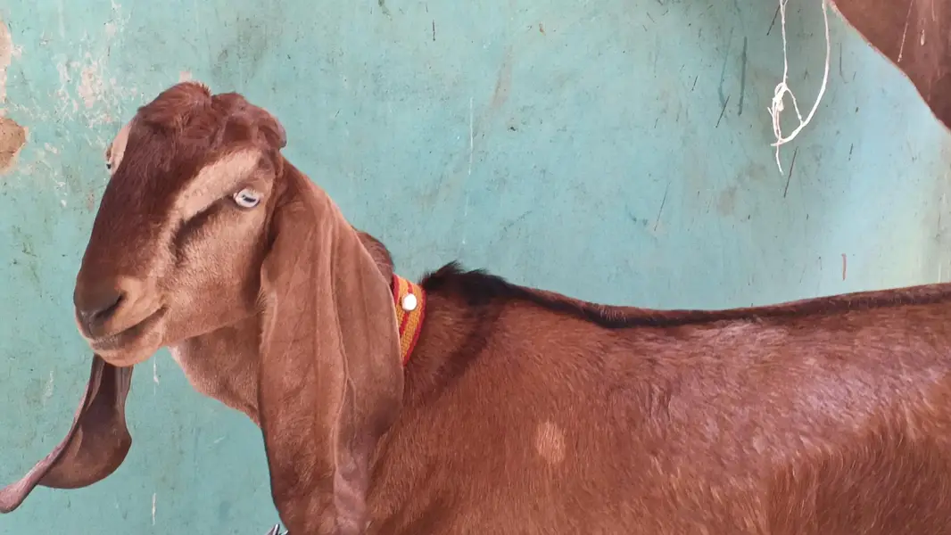 beetal nagra bakara Khsi top quality male — photo 4