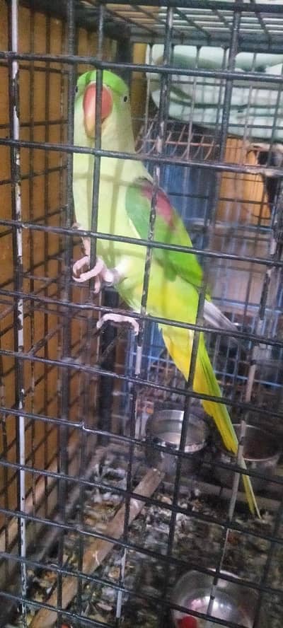 Female parrot for sale - healthy and beautiful
