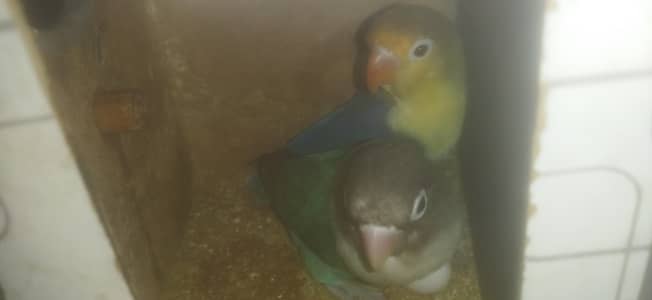 lovebirds