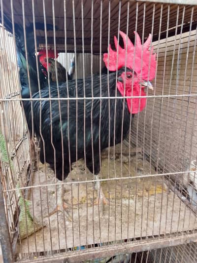 Australorp Ke 2 breeder Murge aur Ek Golden Buff Ki Murgi For Sale