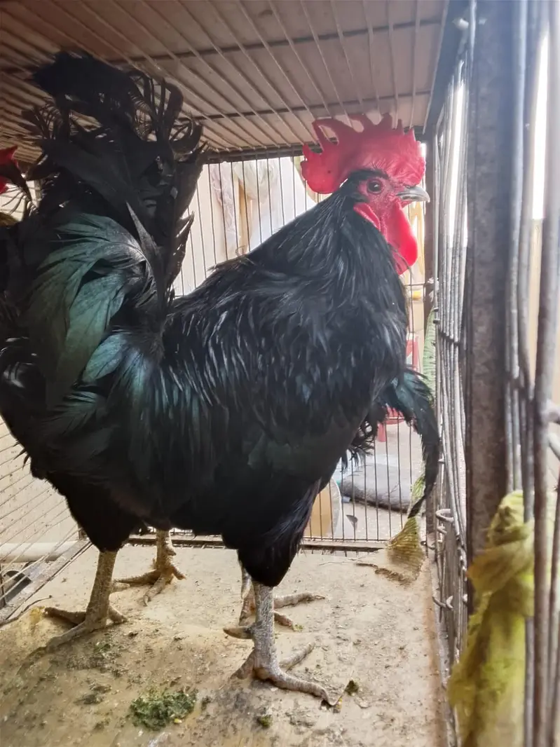 Australorp Ke 2 breeder Murge aur Ek Golden Buff Ki Murgi For Sale — photo 2