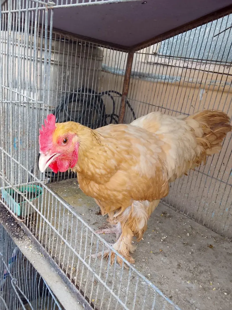 Australorp Ke 2 breeder Murge aur Ek Golden Buff Ki Murgi For Sale — photo 3