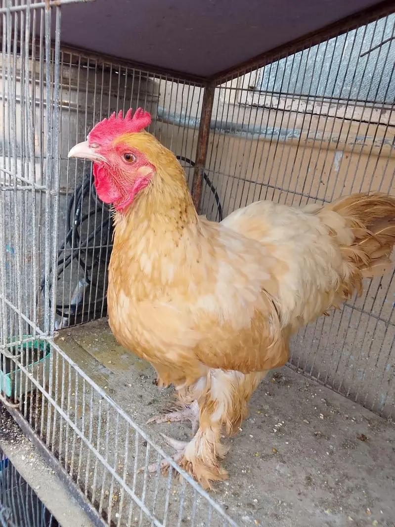 Australorp Ke 2 breeder Murge aur Ek Golden Buff Ki Murgi For Sale — photo 4