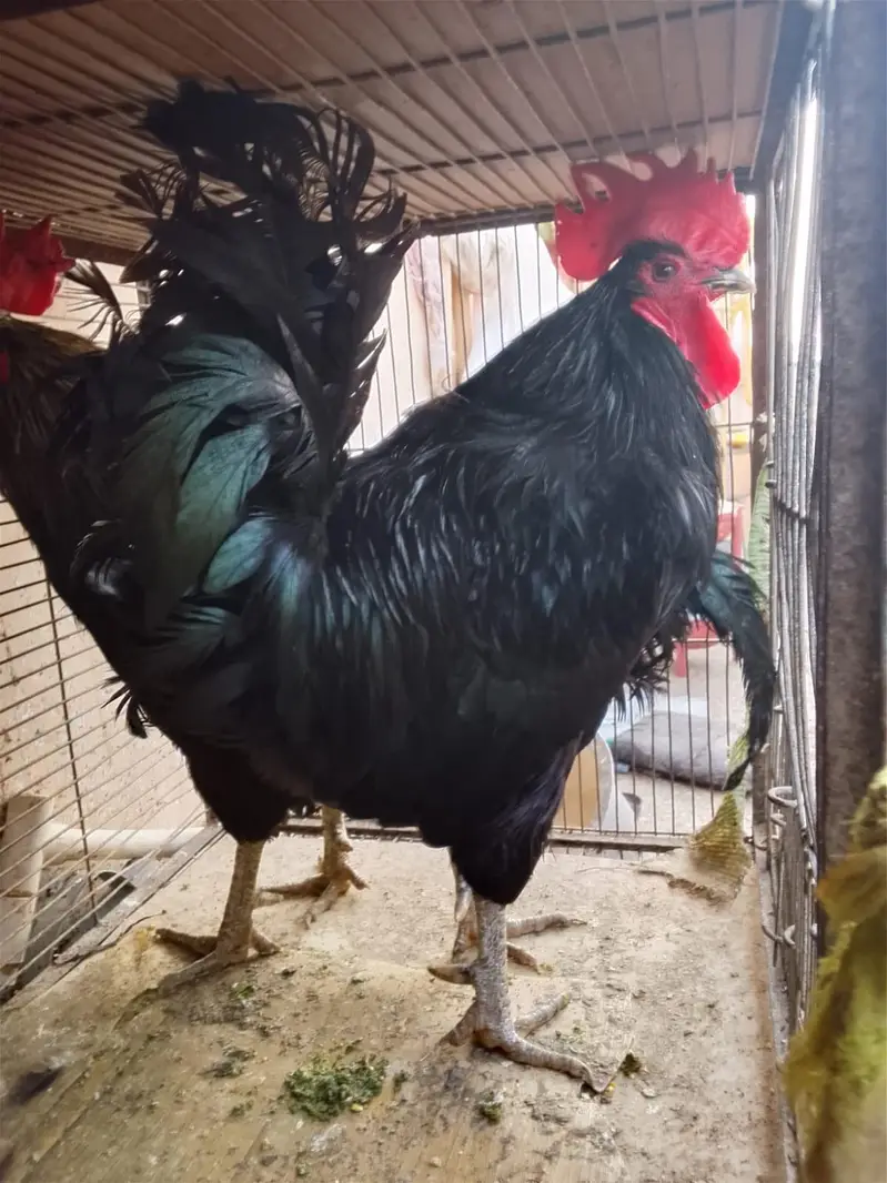Australorp Ke 2 breeder Murge aur Ek Golden Buff Ki Murgi For Sale — photo 5