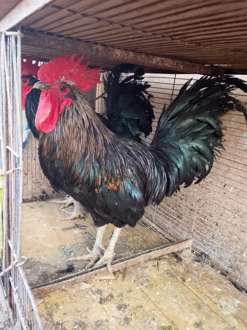 Australorp Ke 2 breeder Murge aur Ek Golden Buff Ki Murgi For Sale — photo 6