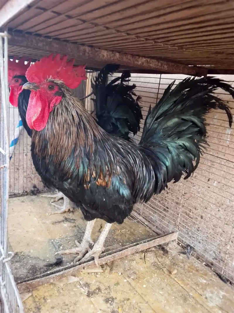 Australorp Ke 2 breeder Murge aur Ek Golden Buff Ki Murgi For Sale — photo 7