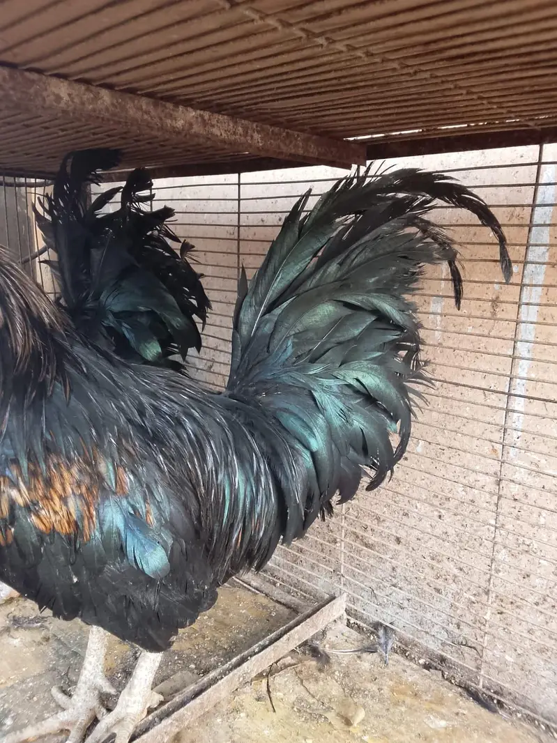 Australorp Ke 2 breeder Murge aur Ek Golden Buff Ki Murgi For Sale — photo 8