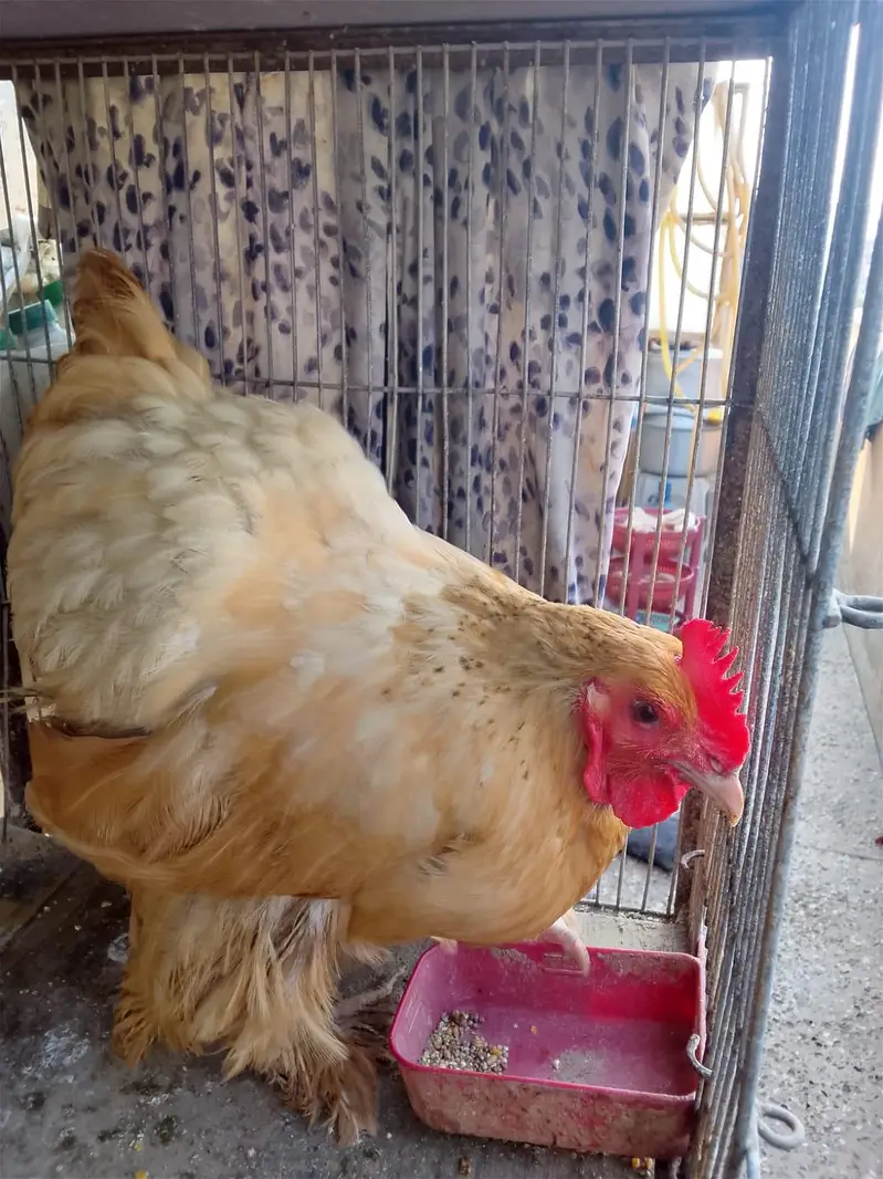 Australorp Ke 2 breeder Murge aur Ek Golden Buff Ki Murgi For Sale — photo 9