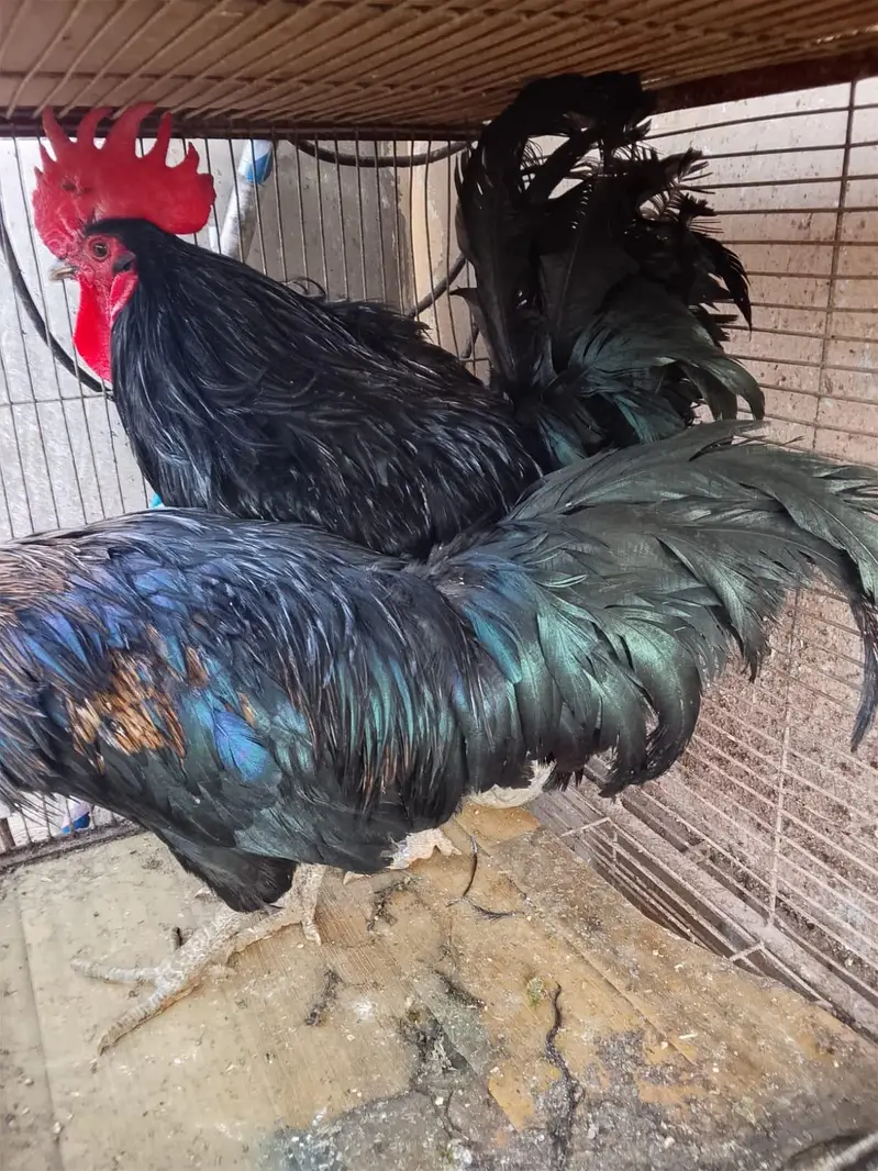 Australorp Ke 2 breeder Murge aur Ek Golden Buff Ki Murgi For Sale — photo 10
