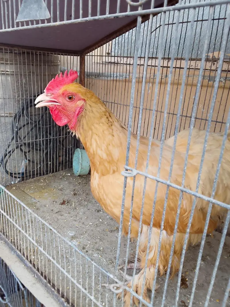 Australorp Ke 2 breeder Murge aur Ek Golden Buff Ki Murgi For Sale — photo 11