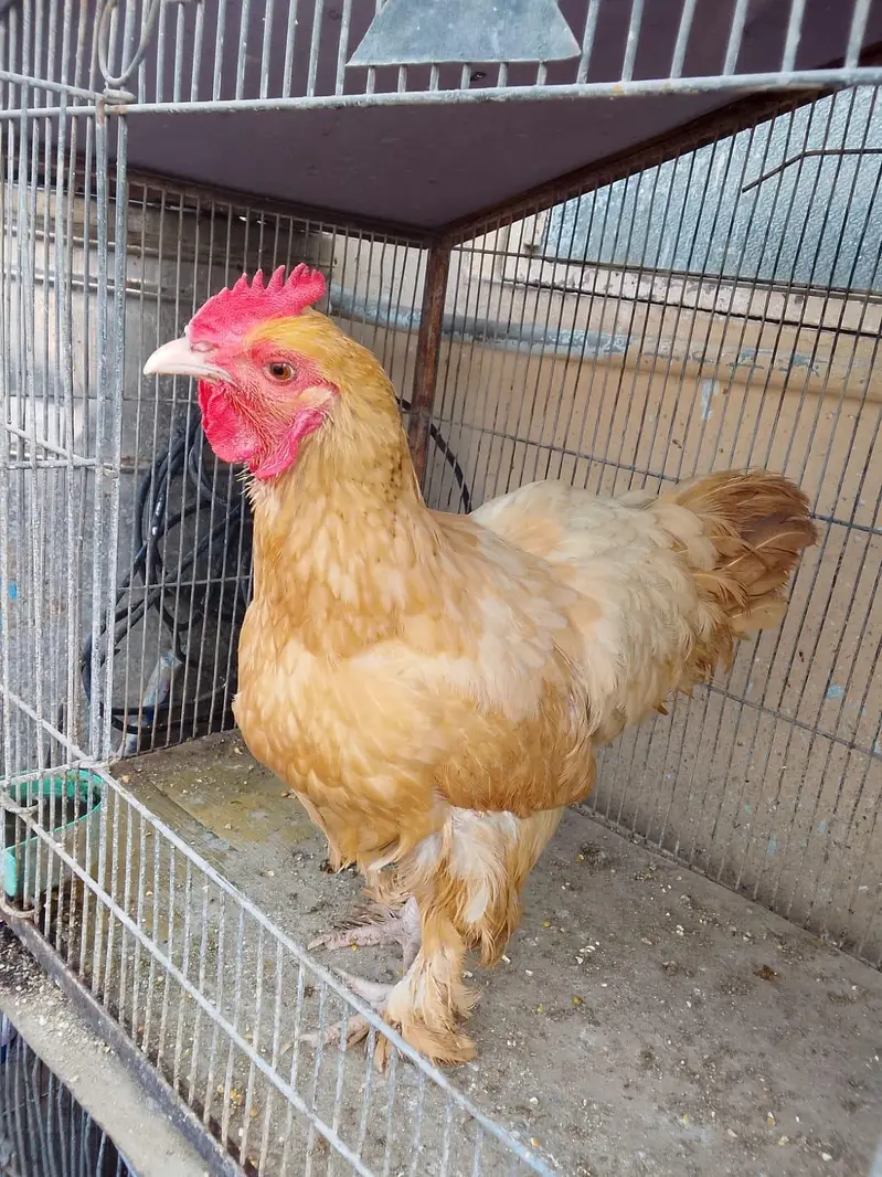 Australorp Ke 2 breeder Murge aur Ek Golden Buff Ki Murgi For Sale — photo 12