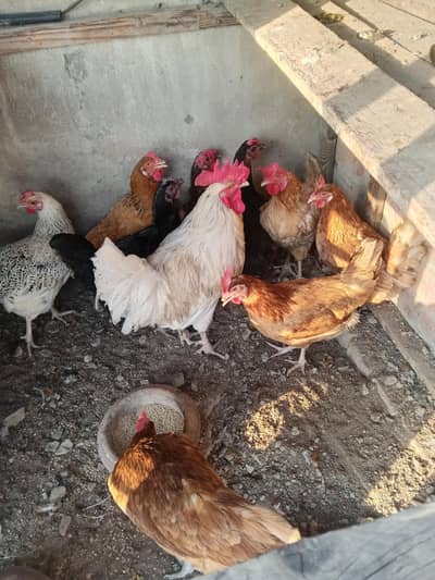 golden misri hen granti egg ling