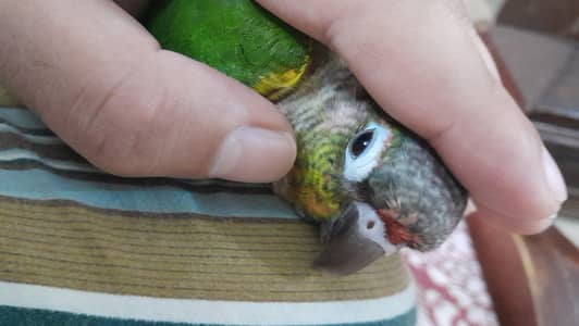 [Raw, Ringneck, Sun Conure &  Cinnamon Conure)