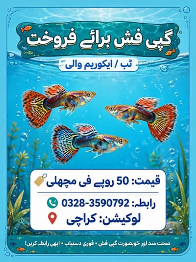 guppies and Molly fish available healthy and good