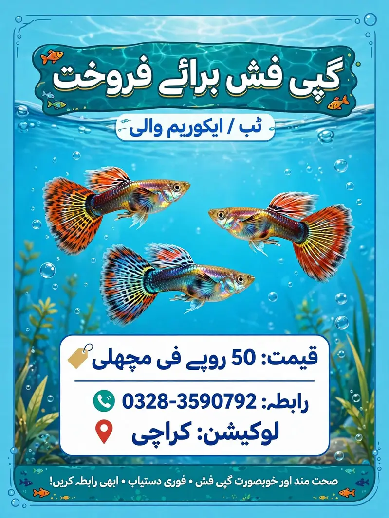 guppies and Molly fish available healthy and good