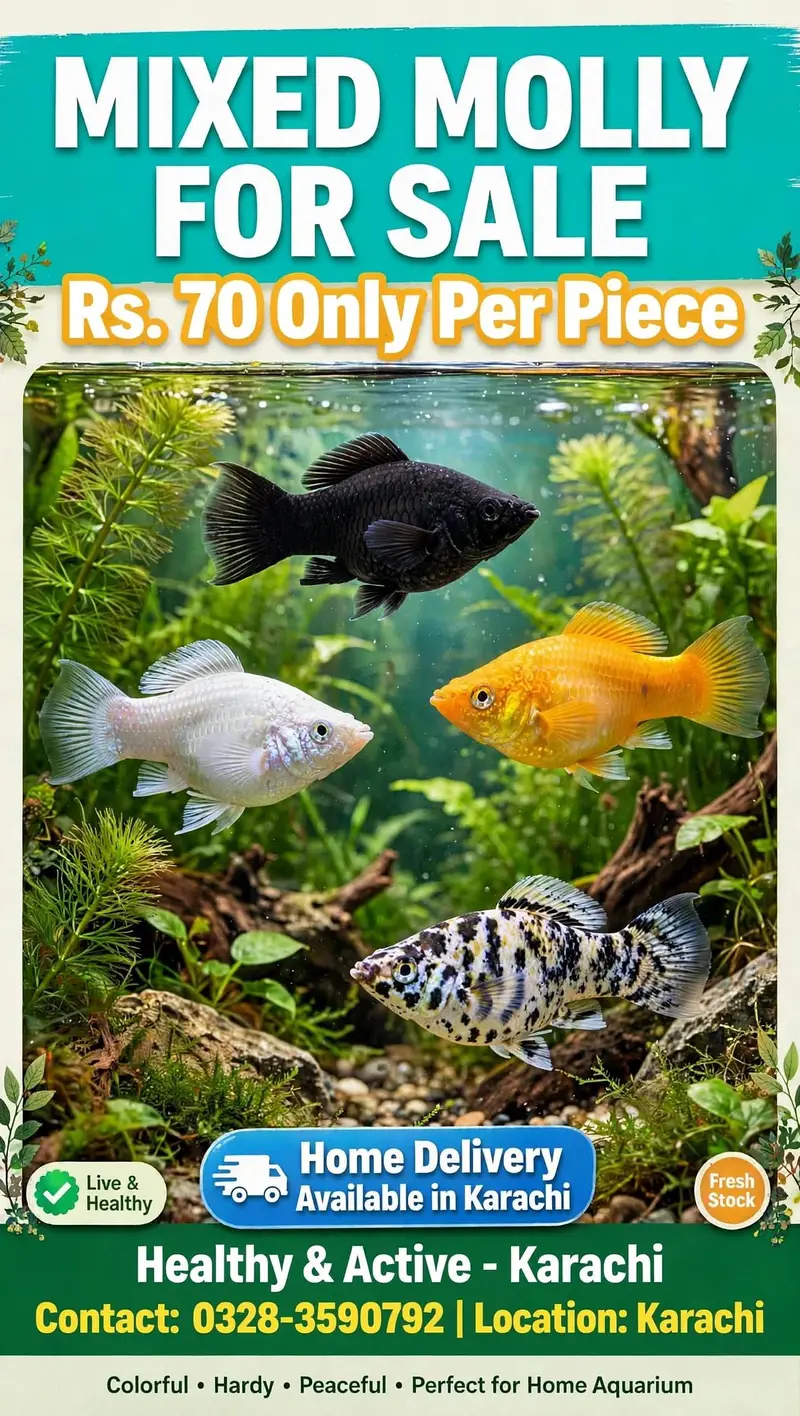 guppies and Molly fish available healthy and good — photo 2