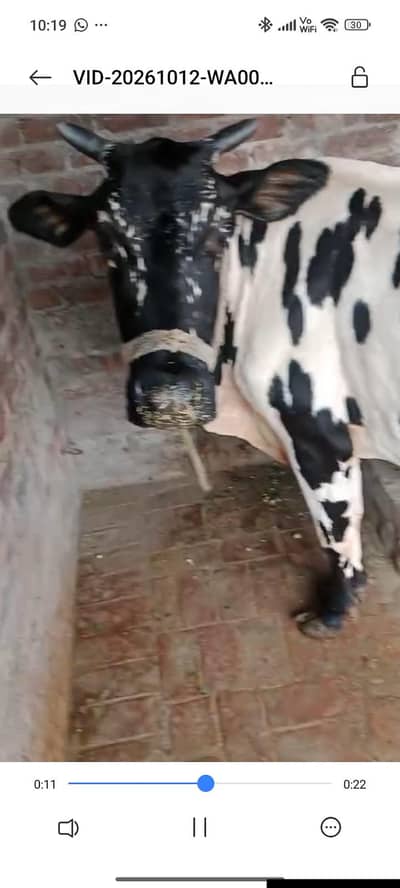 1 cow and 1 baby buffalo