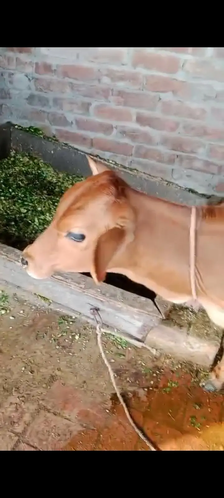 1 cow and 1 baby buffalo — photo 2