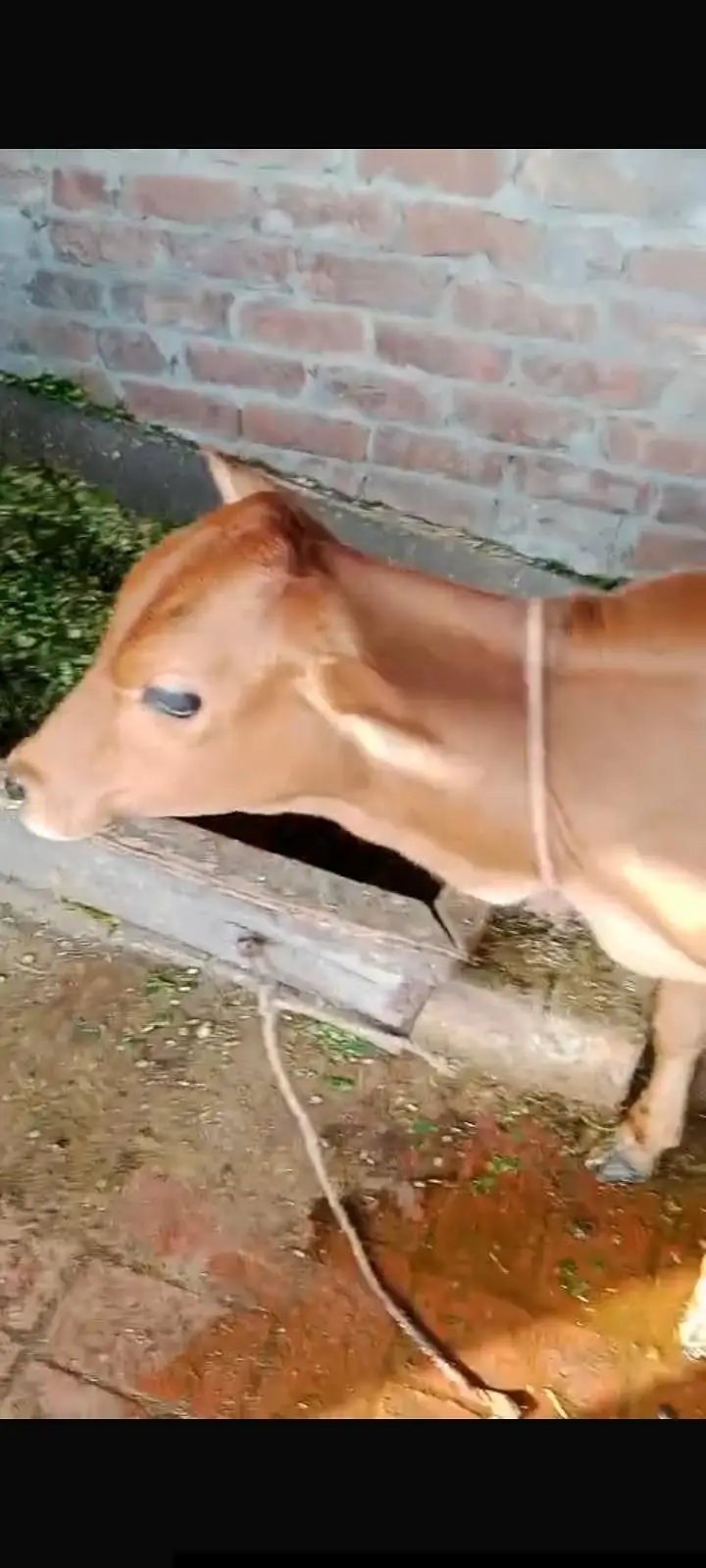 1 cow and 1 baby buffalo — photo 3